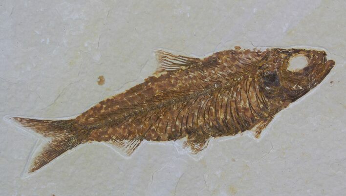 Detailed, Knightia Fossil Fish - Wyoming #64567
